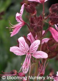 Dictamnus albus (syn. fraxinella)